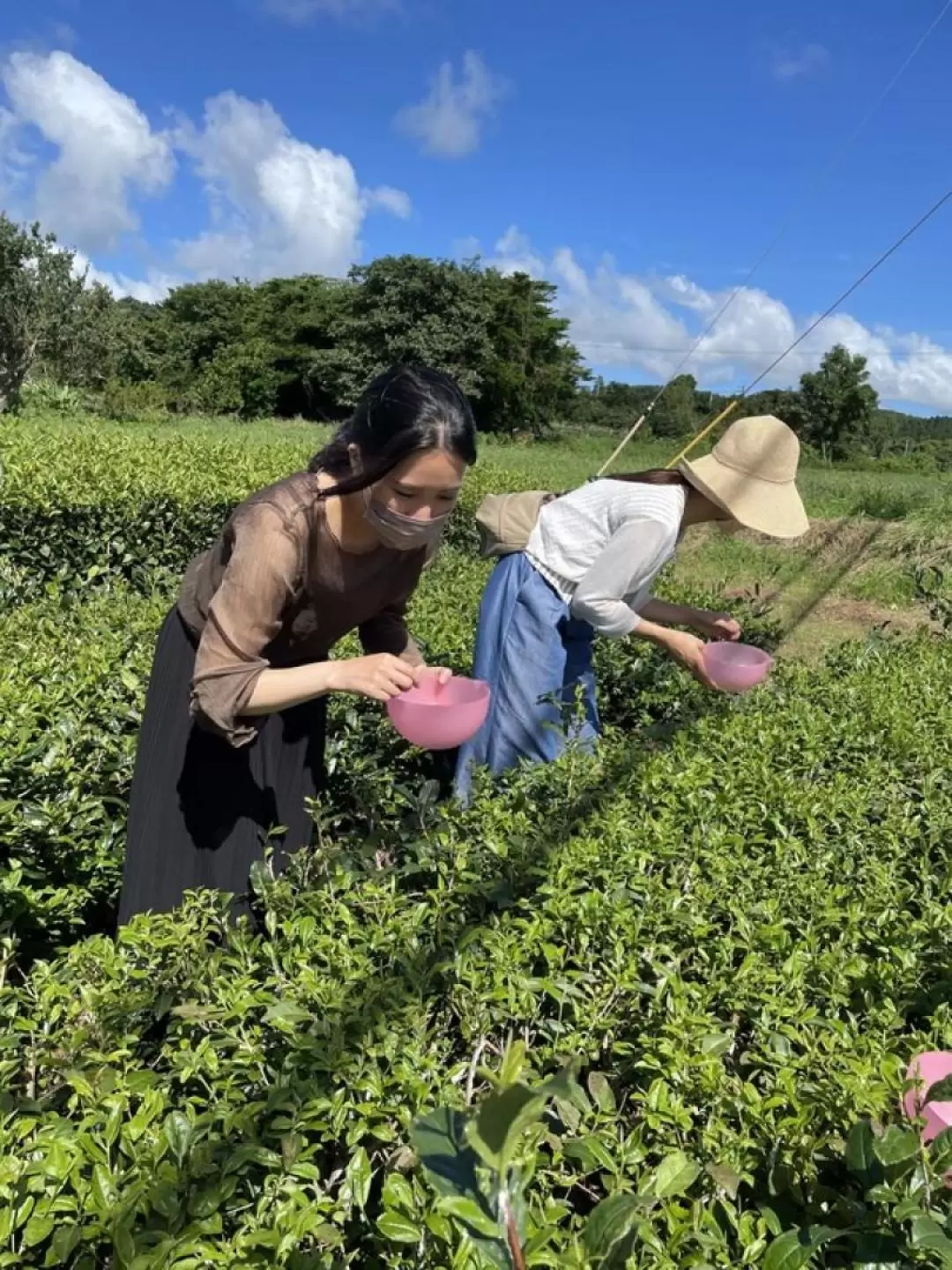 鹿兒島採茶體驗