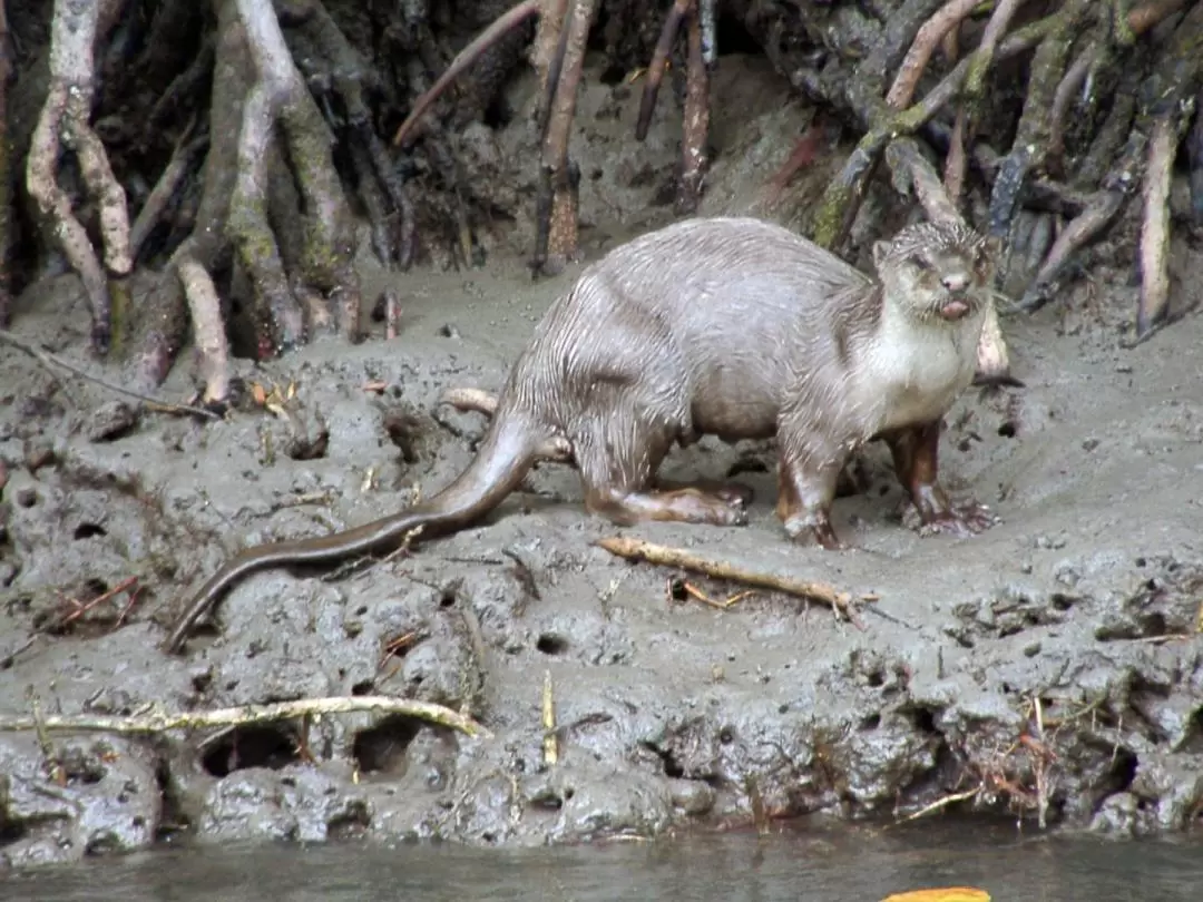 Langkawi UNESCO Global Geopark Adventure Cruise