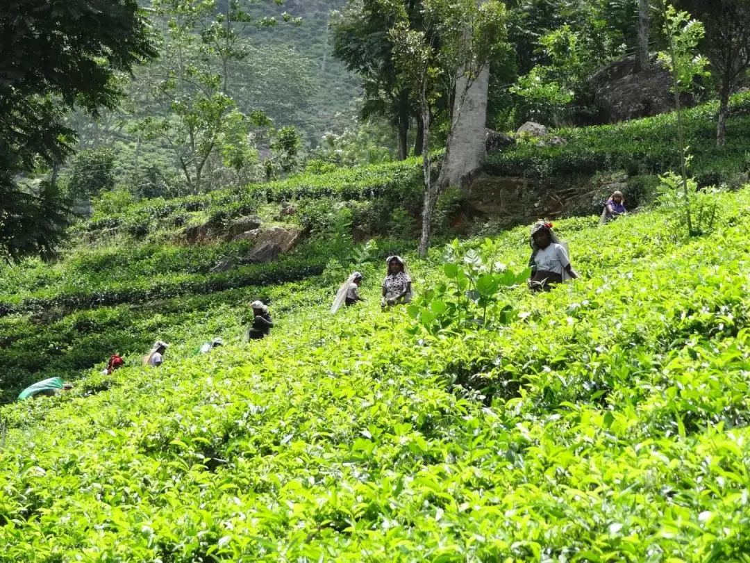 Nuwara Eliya一日游（康提出发）