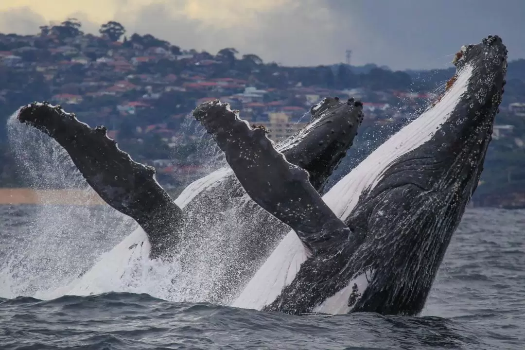 3-Hour Whale Watching Cruise on Sydney Harbour