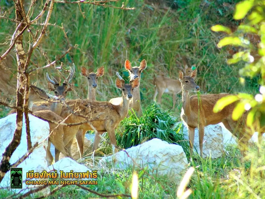 Chiangmai Night Safari Tour With Shared Transfer