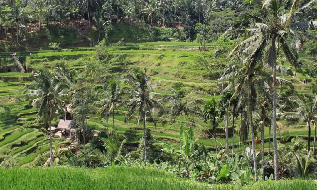 Ubud Monkey Forest and Tegalalang Private Trip