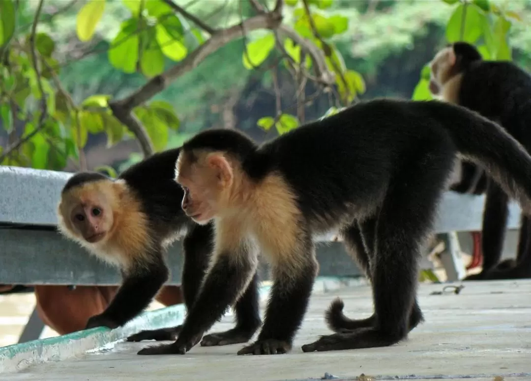 Palo Verde National Park Jungle River Cruise And Coffee Tour