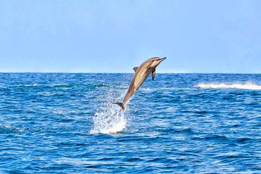毛里求斯3日遊 & 野生海豚同遊（可選）