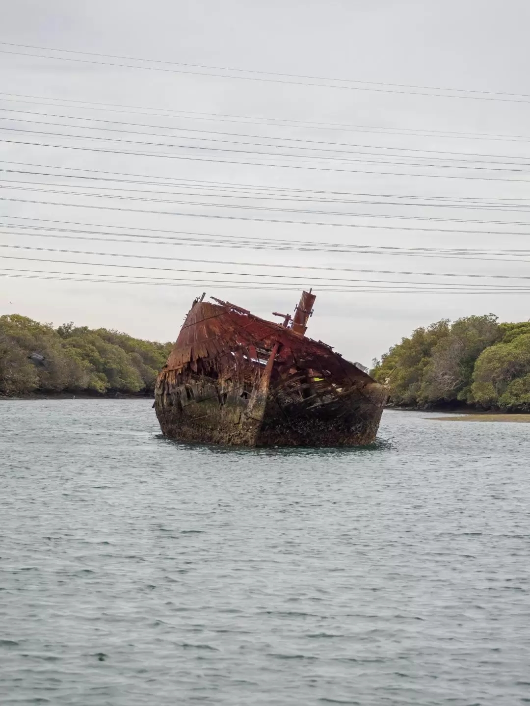 Port River Dolphin & Ships Graveyard Cruise from Port Adelaide