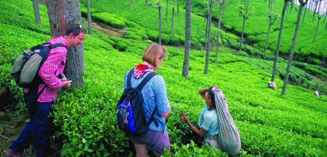 Nuwara Eliya Private Day Tour from Ella