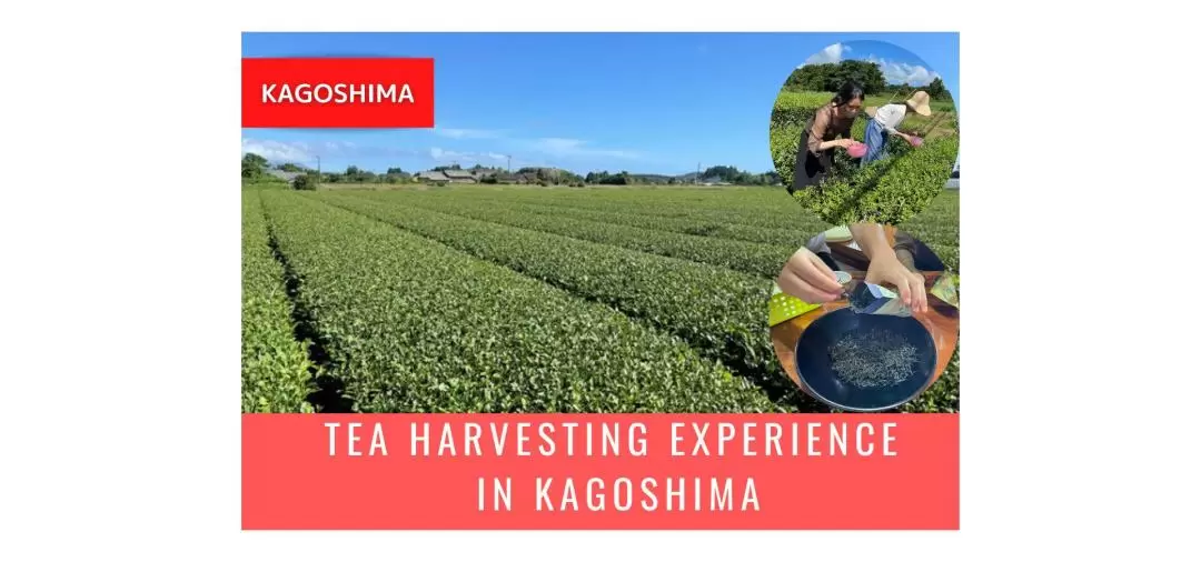 Tea Harvesting Experience in Kagoshima