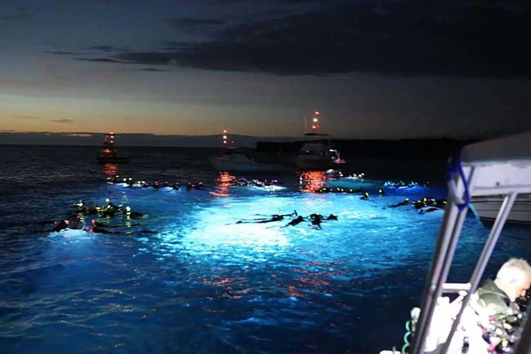 Hawaii Big Island Manta Ray Night Snorkel Experience