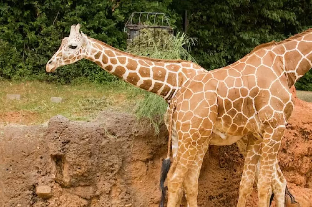 佐治亞州亞特蘭大動物園門票