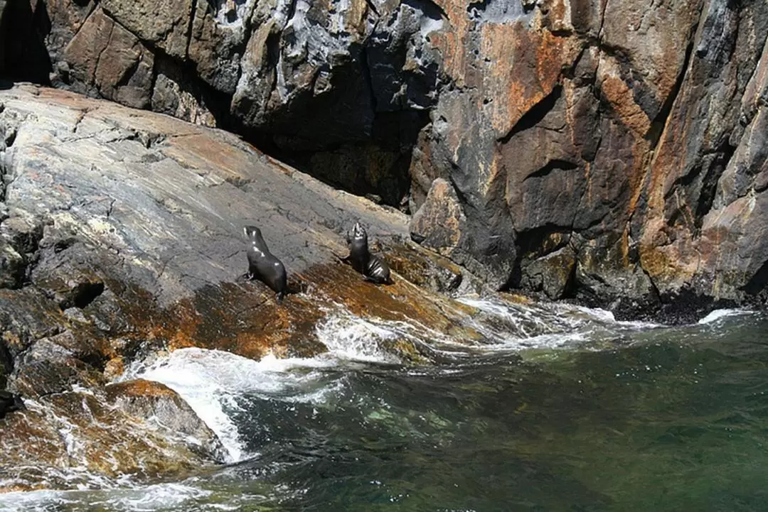 Milford Mariner Overnight Cruise and Kayak in Milford Sound