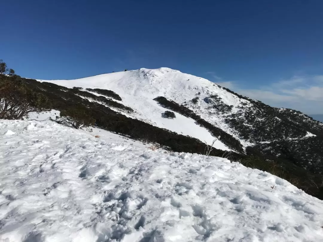 Mt Buller Guided Tour from Melbourne