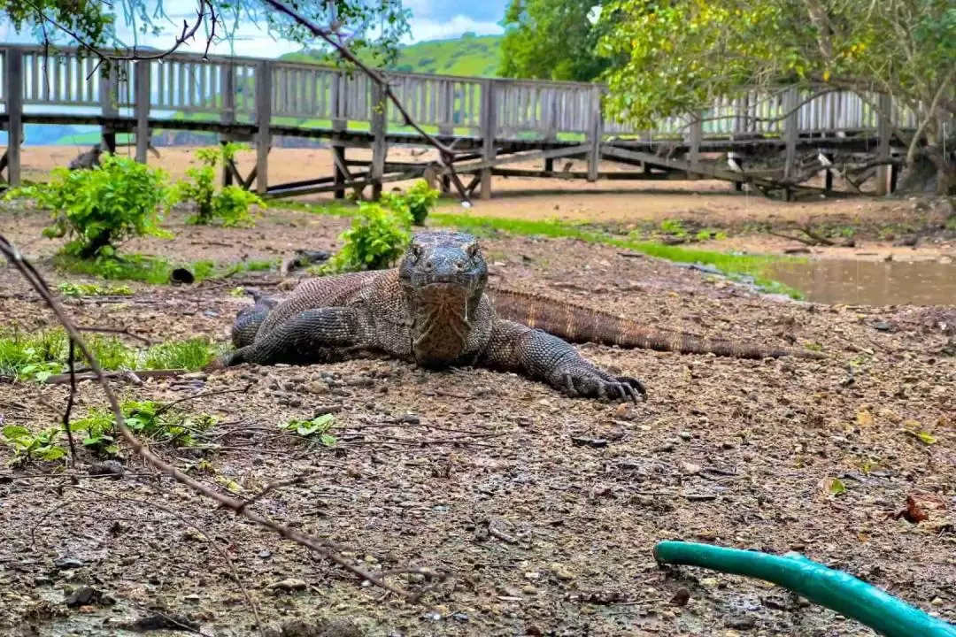 1泊2日 コモド国立公園 ボートツアー（ラブハンバジョ）