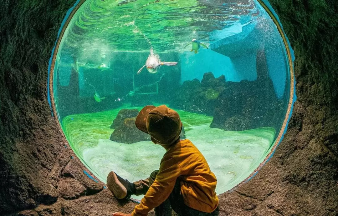 シーライフシドニー水族館 入館チケット