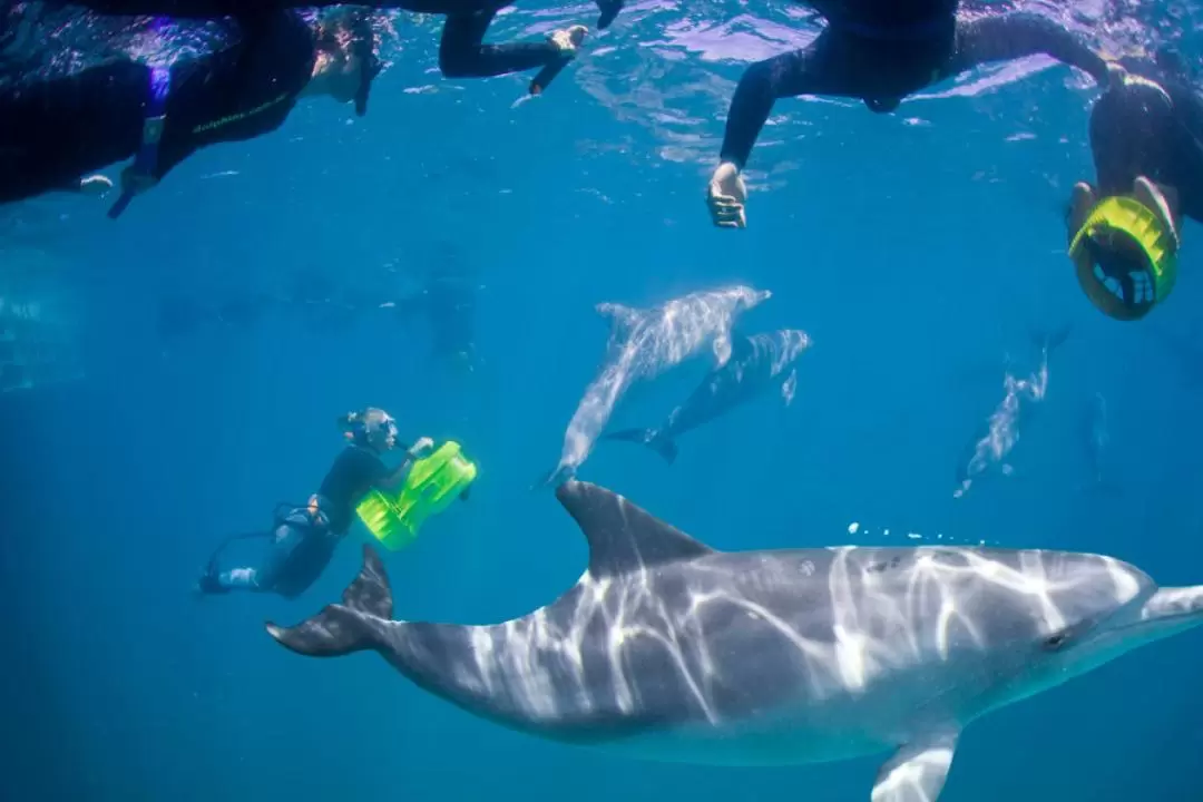 Swim with Wild Dolphins Experience in Rockingham