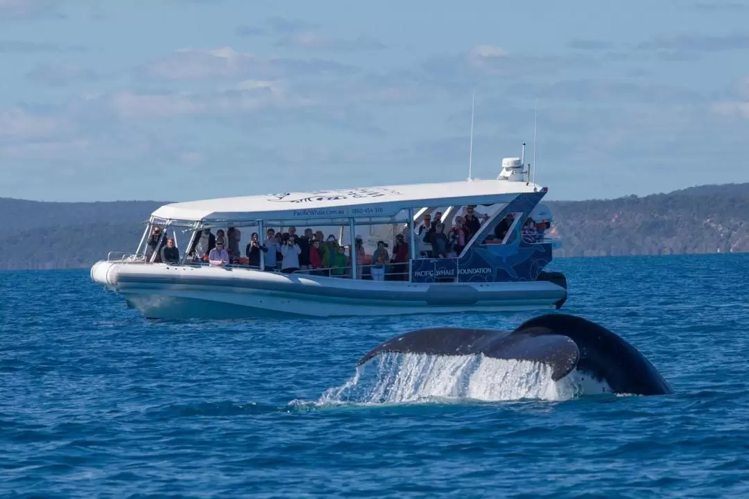 Ultimate Whale Watching Tour in Hervey Bay