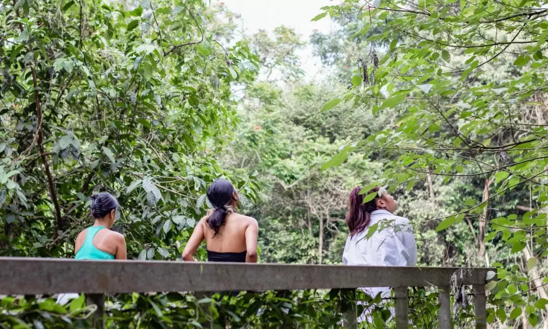 Forest Bathing & High Tea: An Afternoon of Private Indulgence