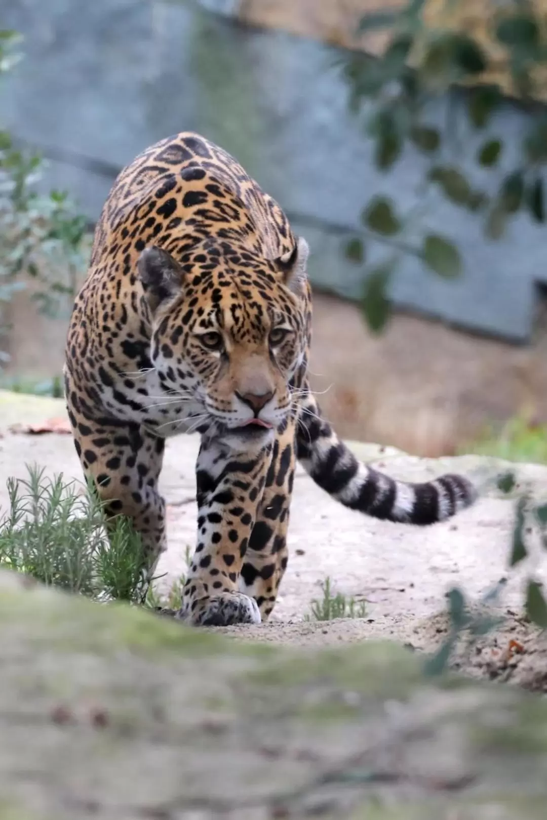 アルティス動物園 入園チケット（アムステルダム）