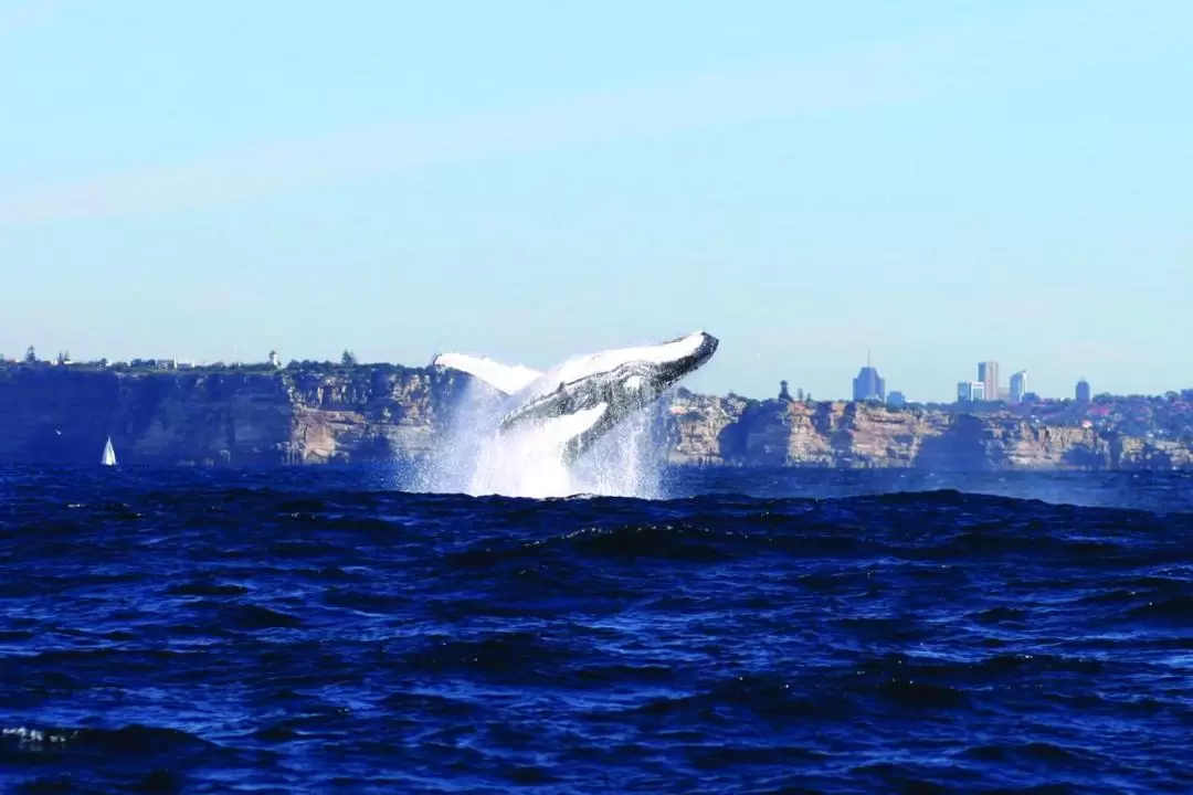 Sydney Whale Watching Cruise by Captain Cook