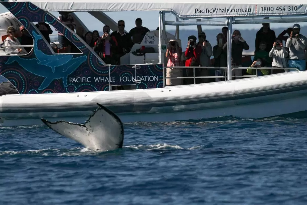 Ultimate Whale Watching Tour in Hervey Bay