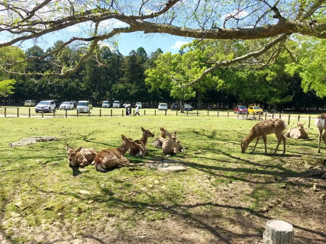 Nara Half Day Bus Tour from Kyoto