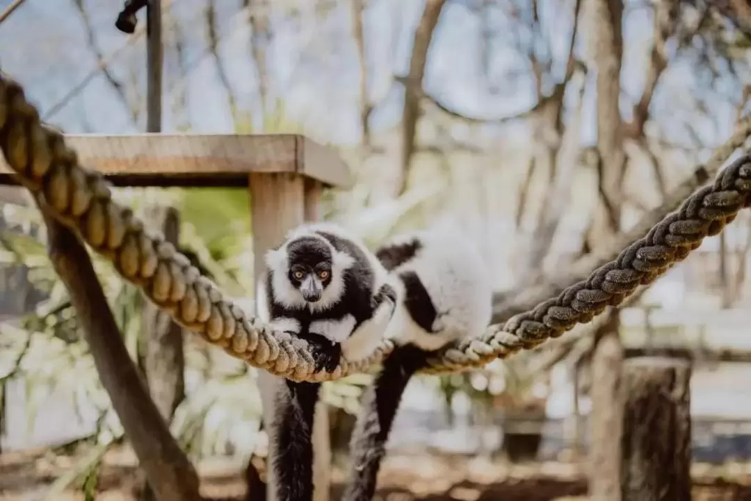 獵人谷動物園門票