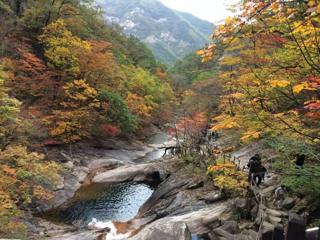 Seoraksan / Nami Island / Alpaca World / Garden of Morning Calm