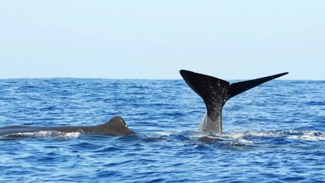 クジラ・イルカウォッチング体験（トリンコマリー）
