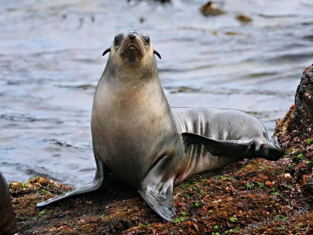 Phillip Island Seal Watching Cruise 