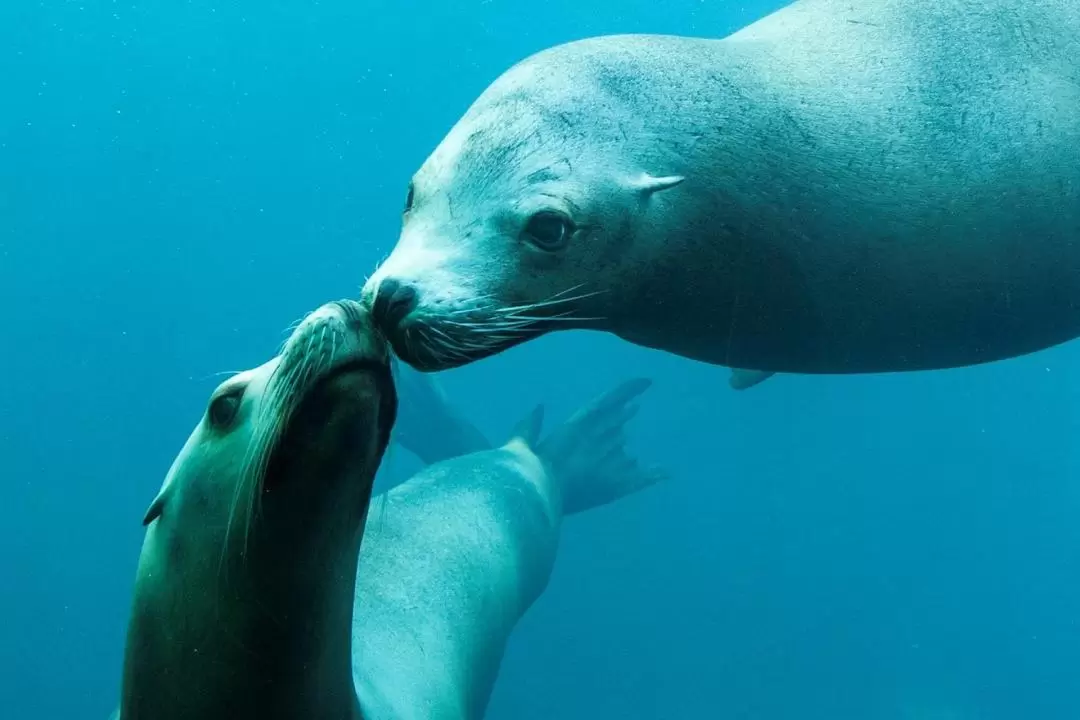 法國瑙西卡水族館免排隊門票