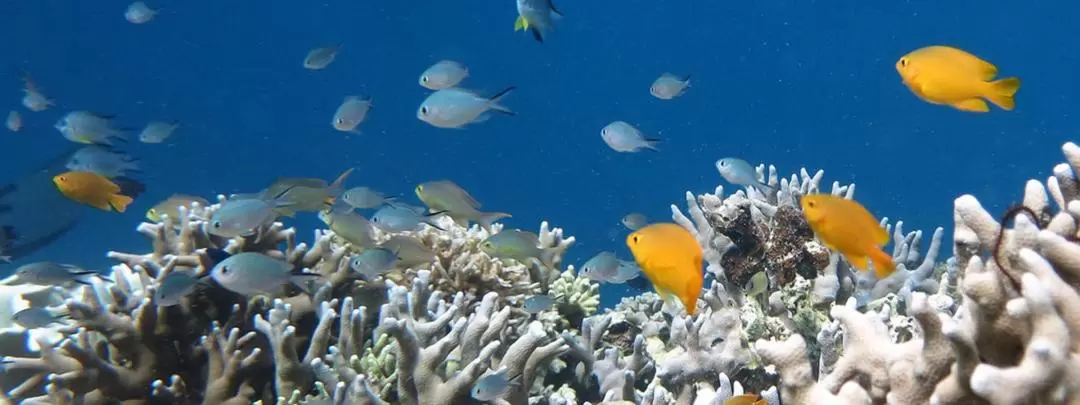 Pescador Island Hopping Private Tour from Cebu, Mandaue, Lapu Lapu, and Mactan Island