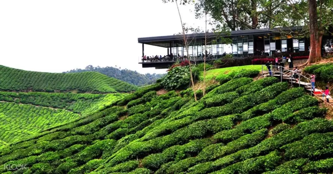 Cameron Highlands Day Tour from Penang