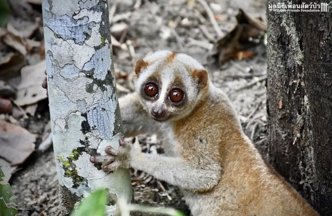 Wildlife Friends Foundation Thailand in Hua Hin		