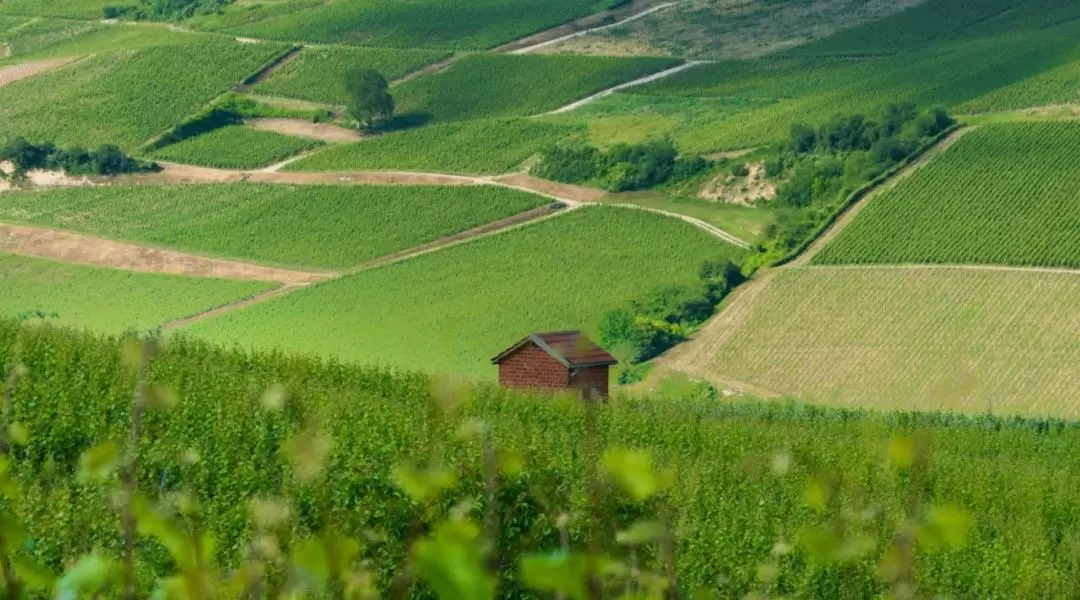 Champagne Region Day Tour with Wine Tastings from Paris 