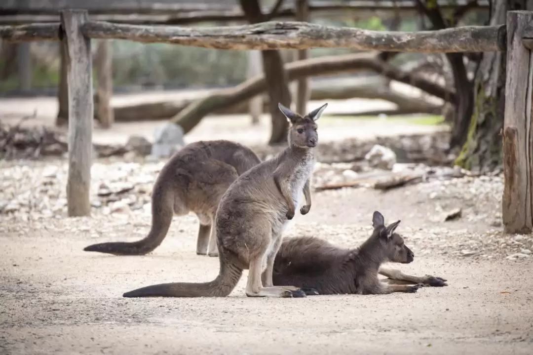 Melbourne Zoo Australian Wildlife Experience Ticket