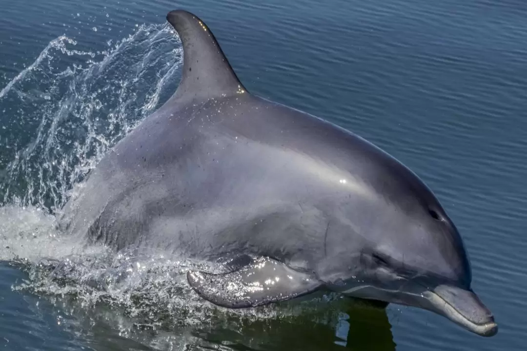 班伯利 Dolphin Discovery Centre 海豚生態巡遊