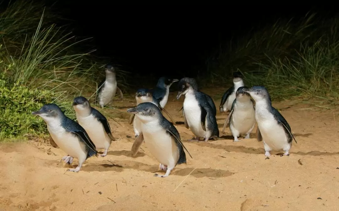 フィリップ島 ペンギンパレード観覧チケット