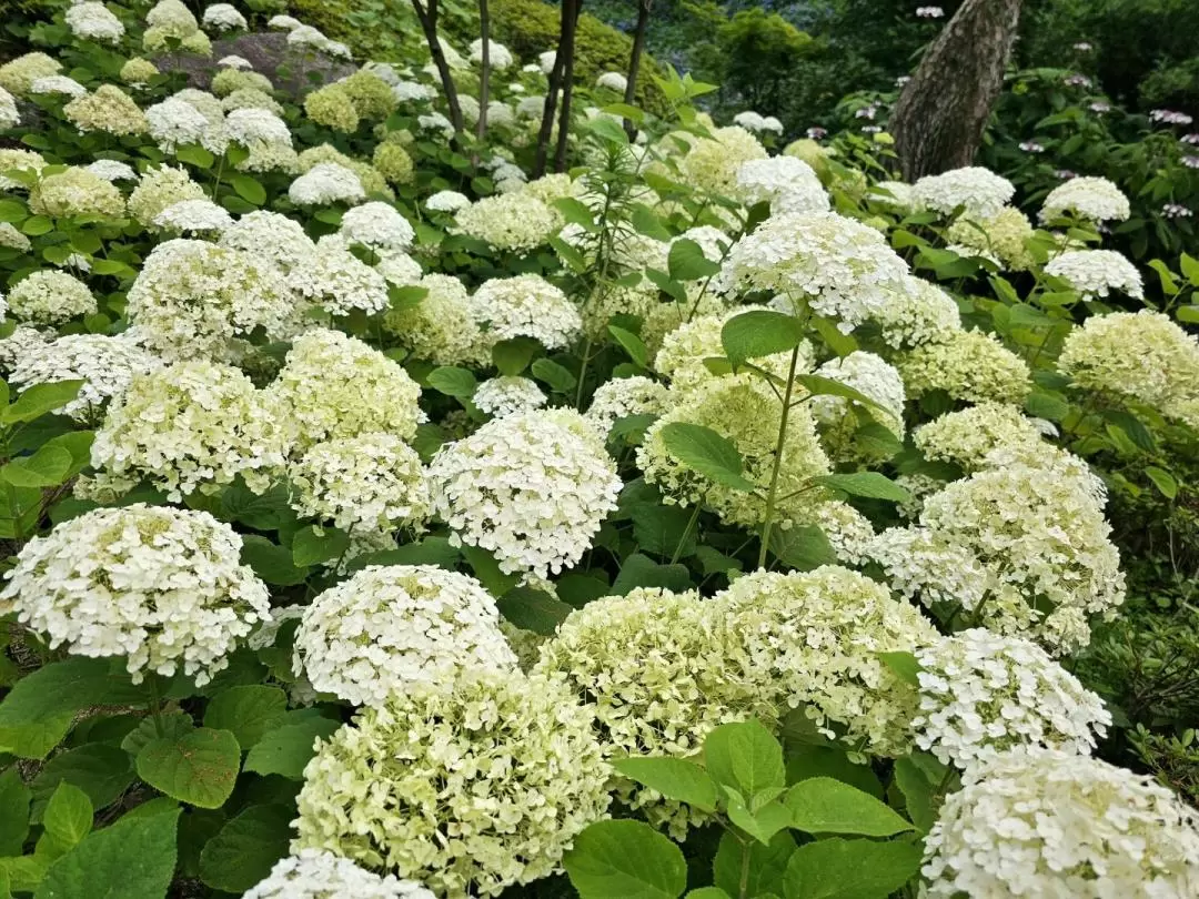 和談林植物園 & 南漢山城 & 愛寶樂園一日遊