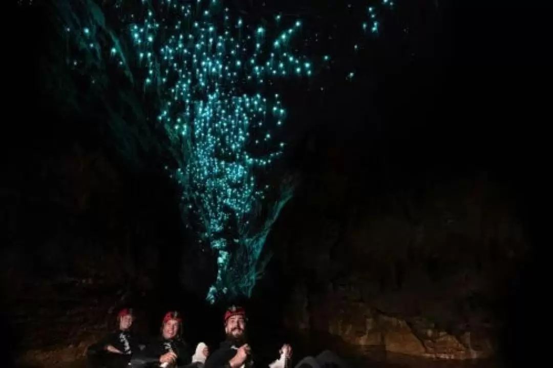 Glow Worm Day Tour from the Gold Coast