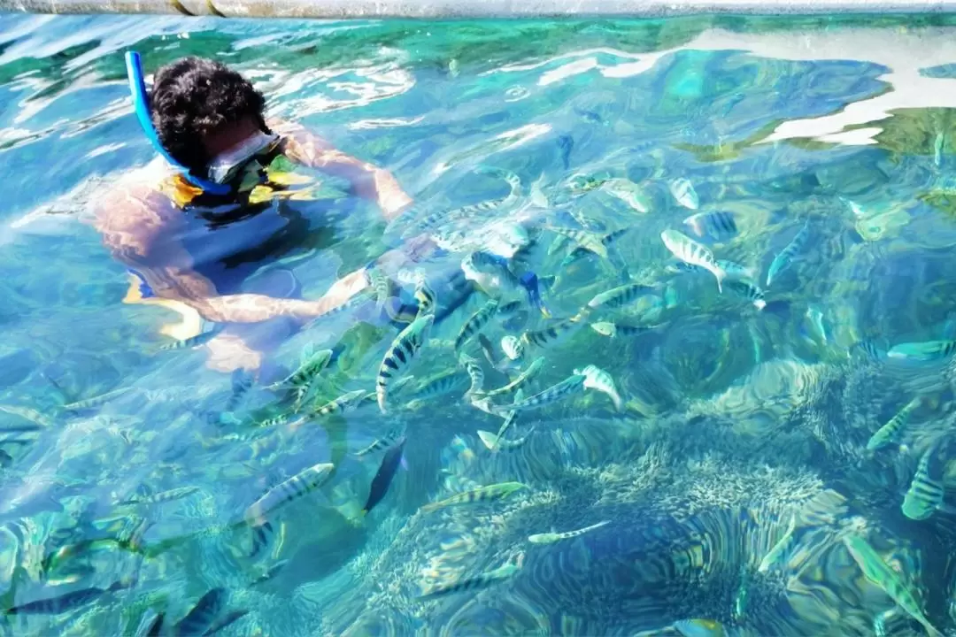 巴厘島羅威納海灘海豚觀賞 & 浮潛之旅