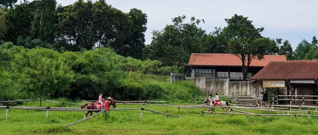 茂物 Kuntum Farmfield 農場門票