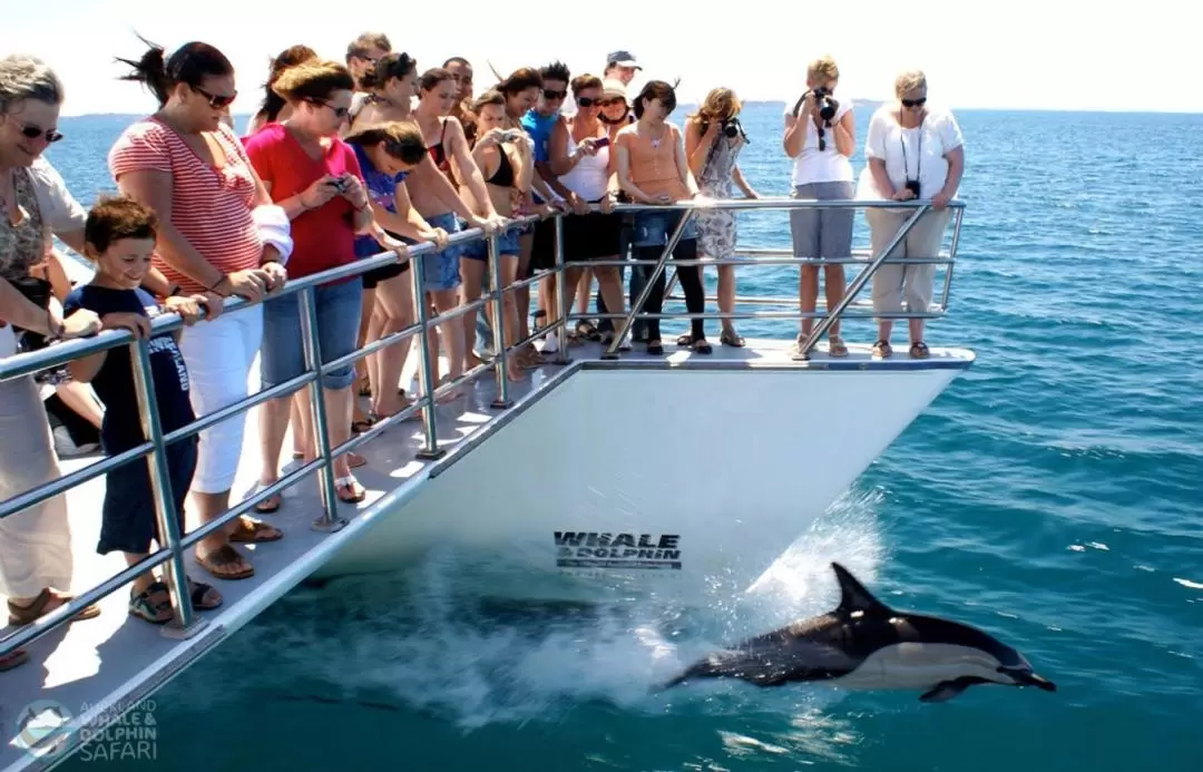 クジラ・イルカウォッチングクルーズ体験（オークランド）