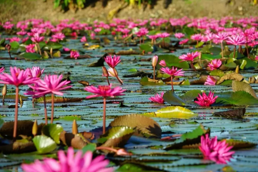 Red lotus Pond+Thonburi market Thai culture experience 