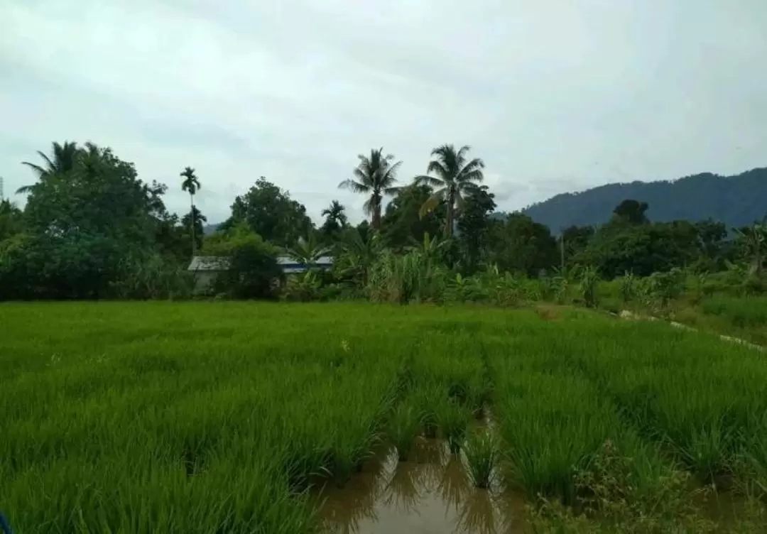 Bukit Lawang 烹飪課程＆村莊之旅