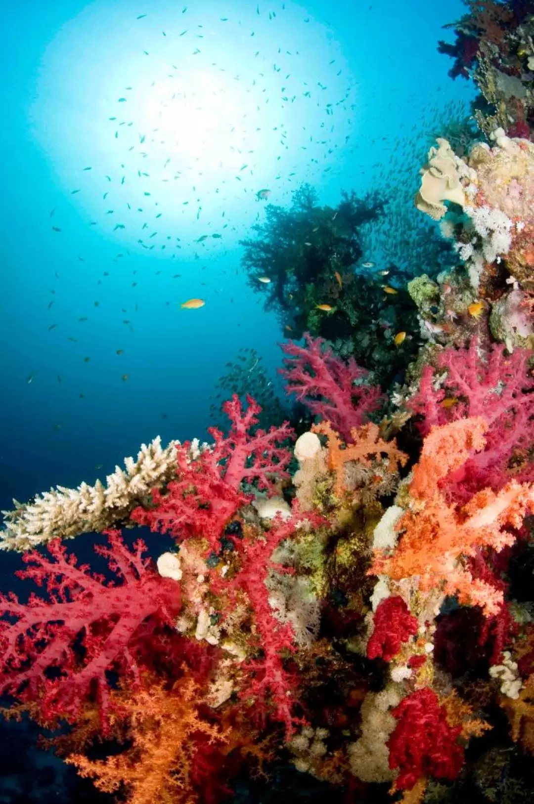 ムンジャンガン島 シュノーケリング体験（Bali Diving Academy提供）