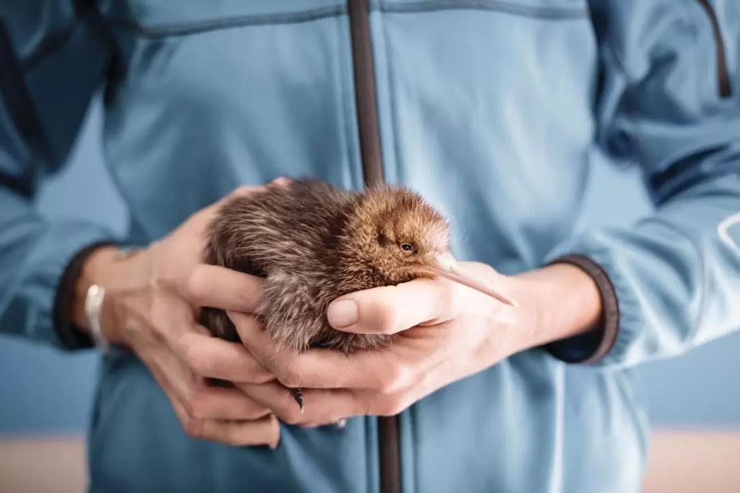 National Kiwi Hatchery - Kiwi Encounter Tour