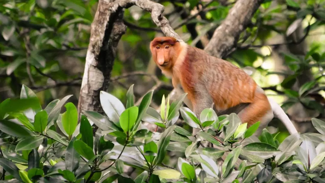 Proboscis Monkey Encounter Tour in Brunei