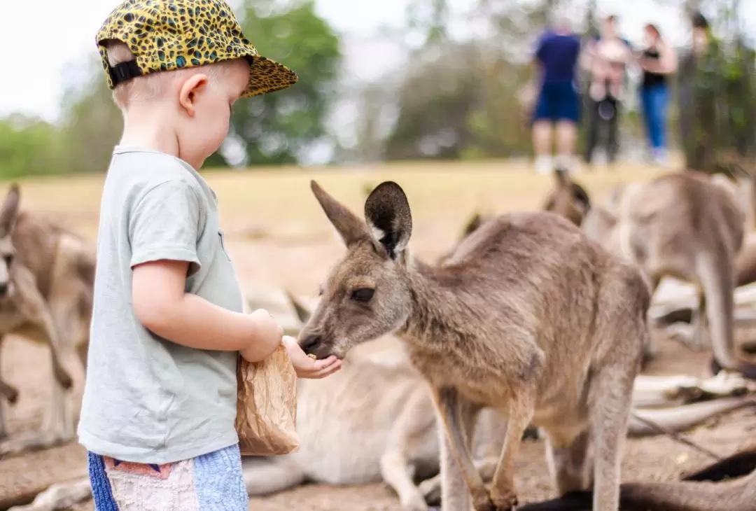 Lone Pine Koala Sanctuary Entry Ticket