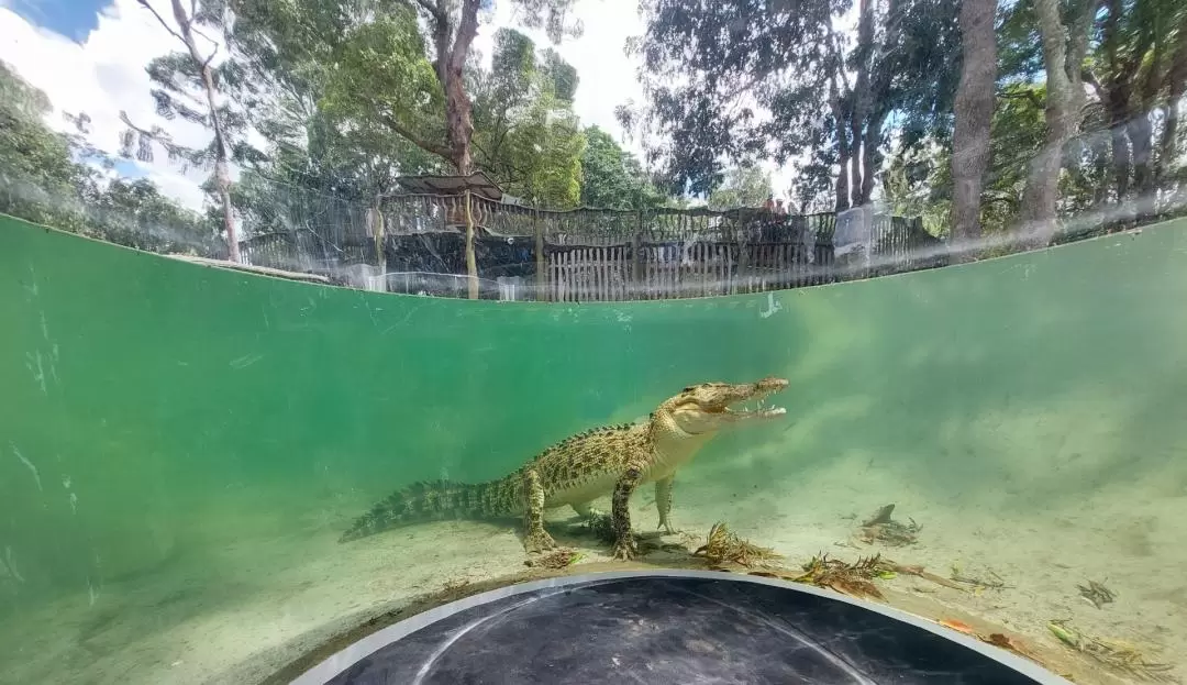 龍柏無尾熊動物園門票