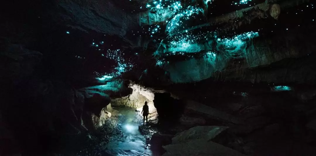 Off the Beaten Track Glow Worm Guided Eco Tour in Waitomo