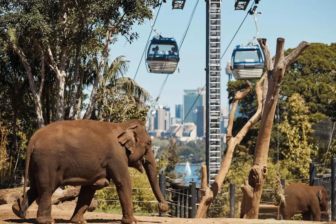 塔龍加動物園（Taronga Zoo）& 悉尼港遊船票